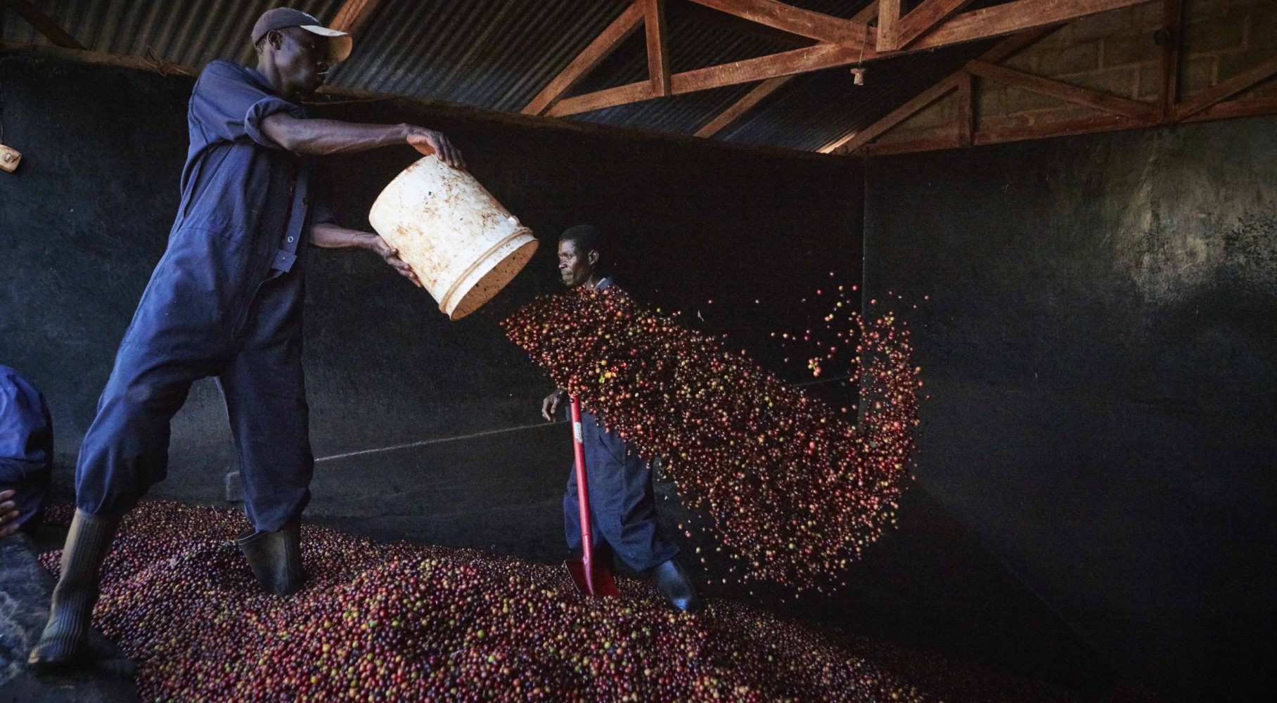 A farm worker standing on freshly picked coffee cherries throwing a bucket of coffee cherries